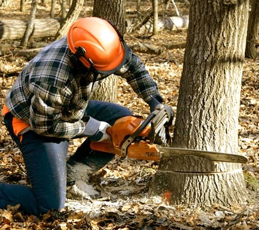 Tree Removal in Bismarck, IL